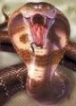 /album/fotogaleria-inicio/cobra-jpg/